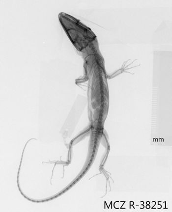 Media type: image;   Herpetology R-38251 Aspect: dorsoventral x-ray